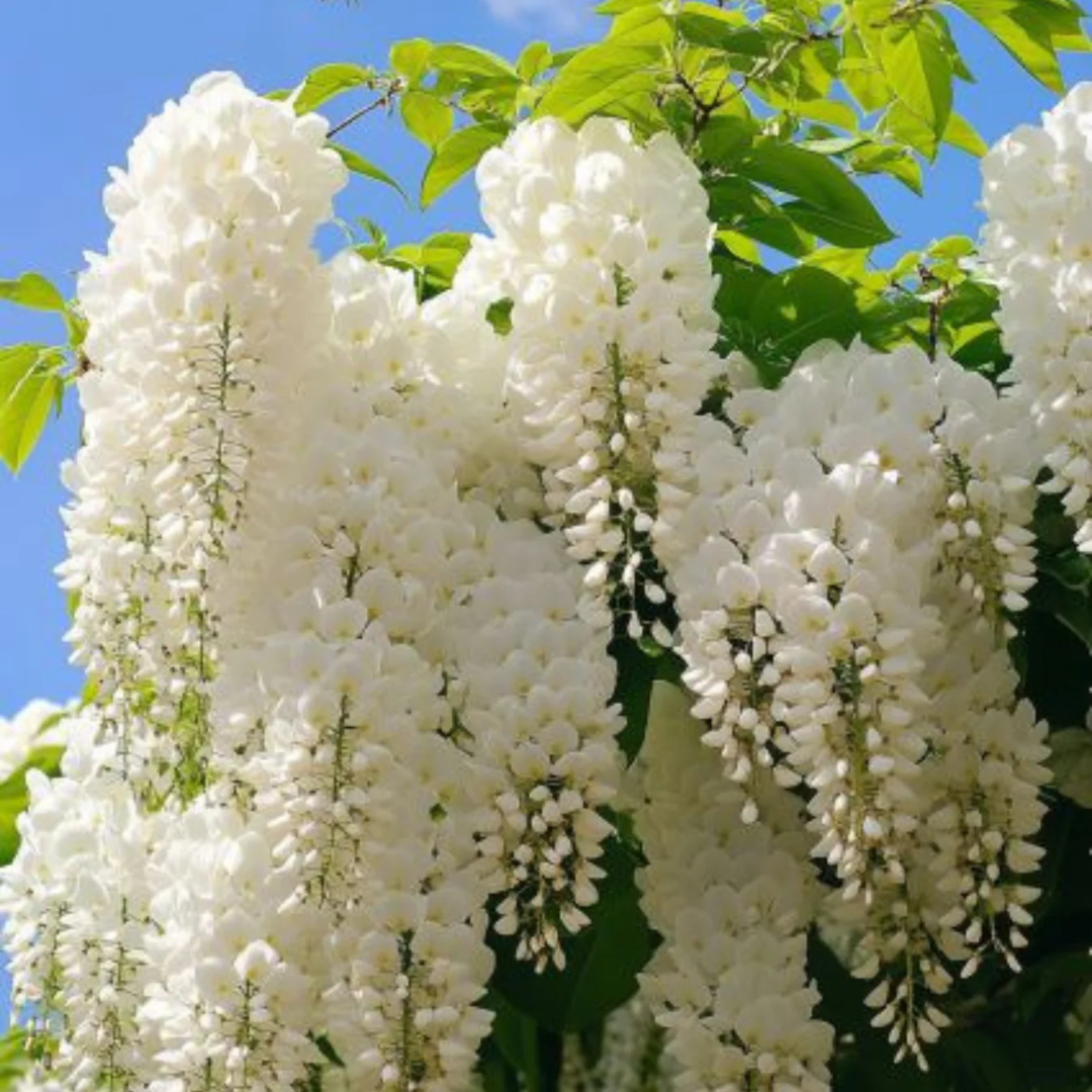 Japanese white wisteria fragrant flowering climber plant