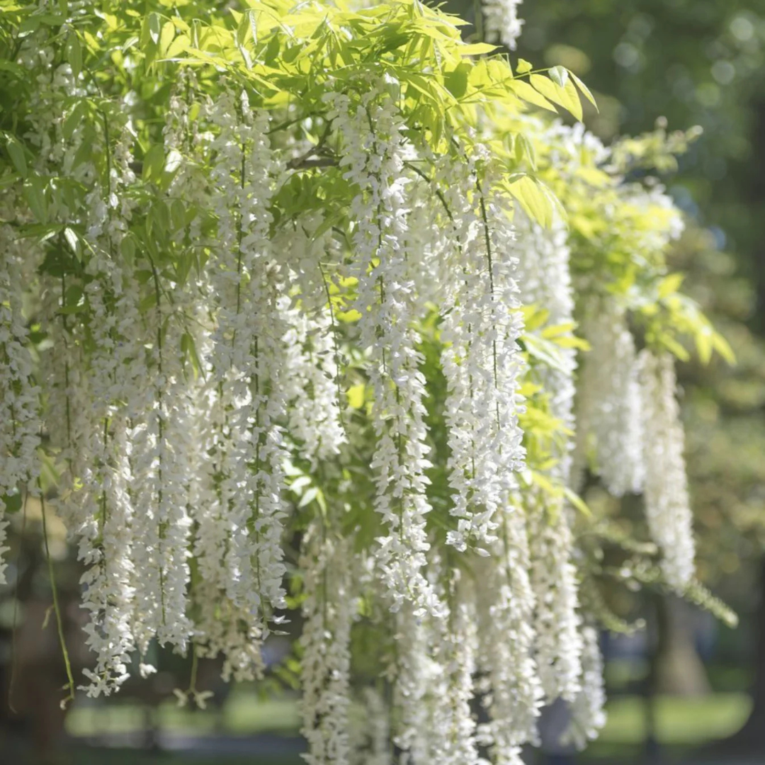 Japanese white wisteria fragrant flowering climber plant