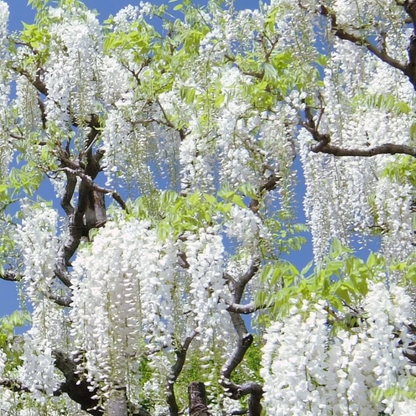 Japanese white wisteria fragrant flowering climber plant