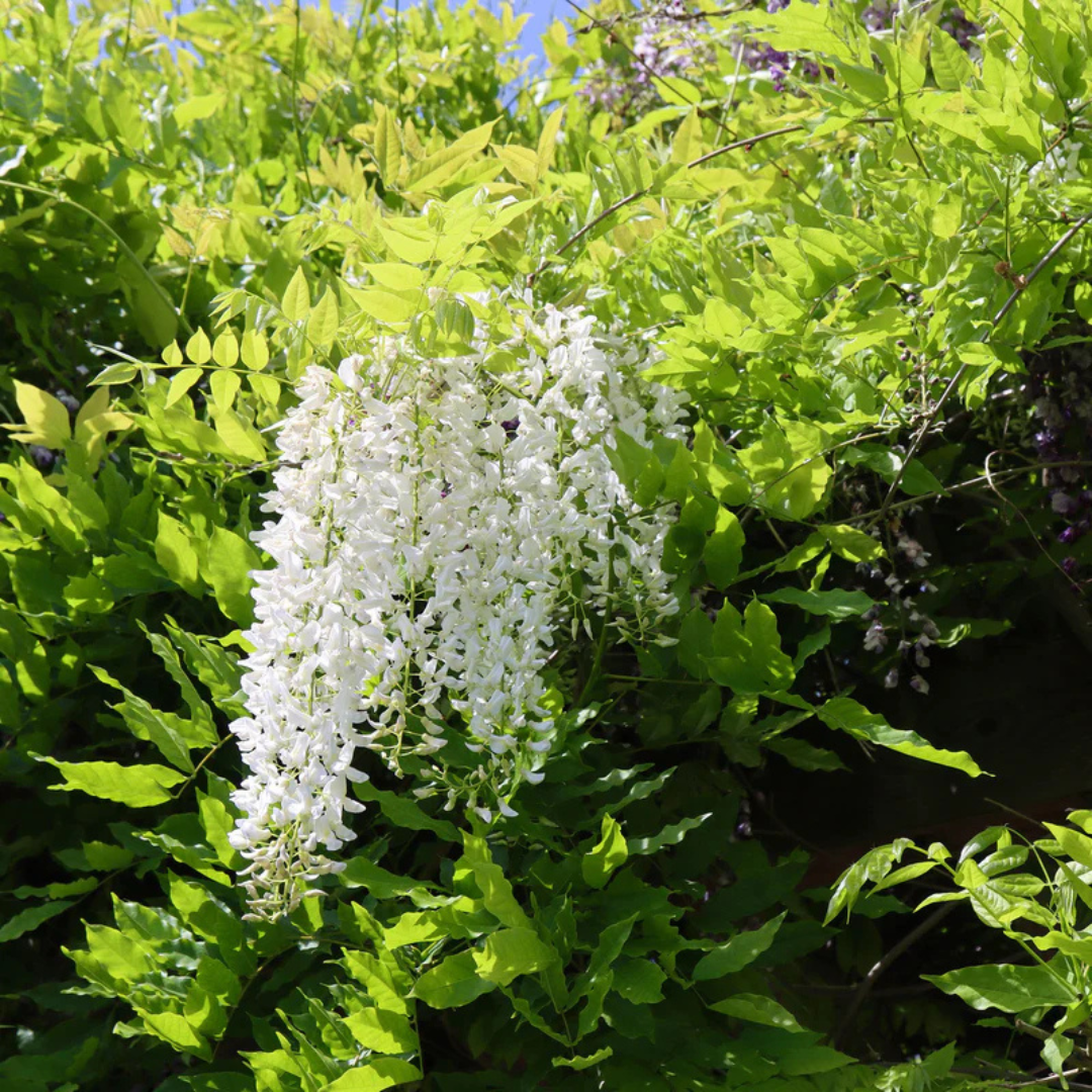 Japanese white wisteria fragrant flowering climber plant