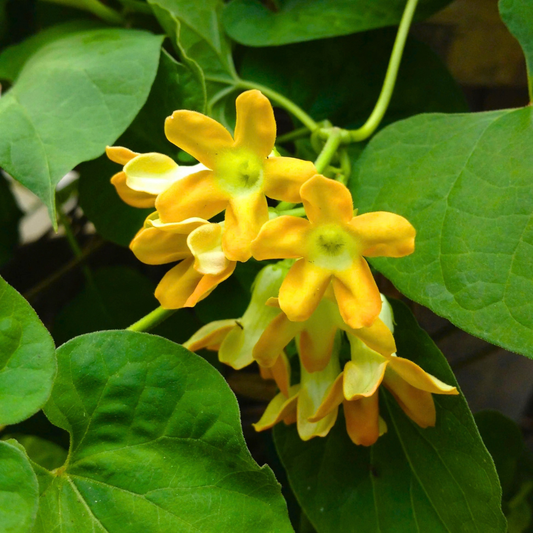 Kodi Sampangi / Tonkin Jasmine Live Plant