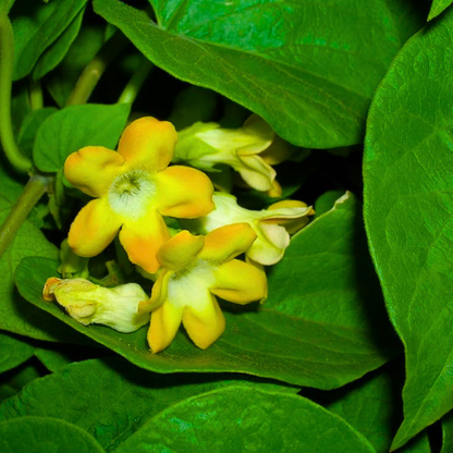Kodi Sampangi / Tonkin Jasmine Live Plant