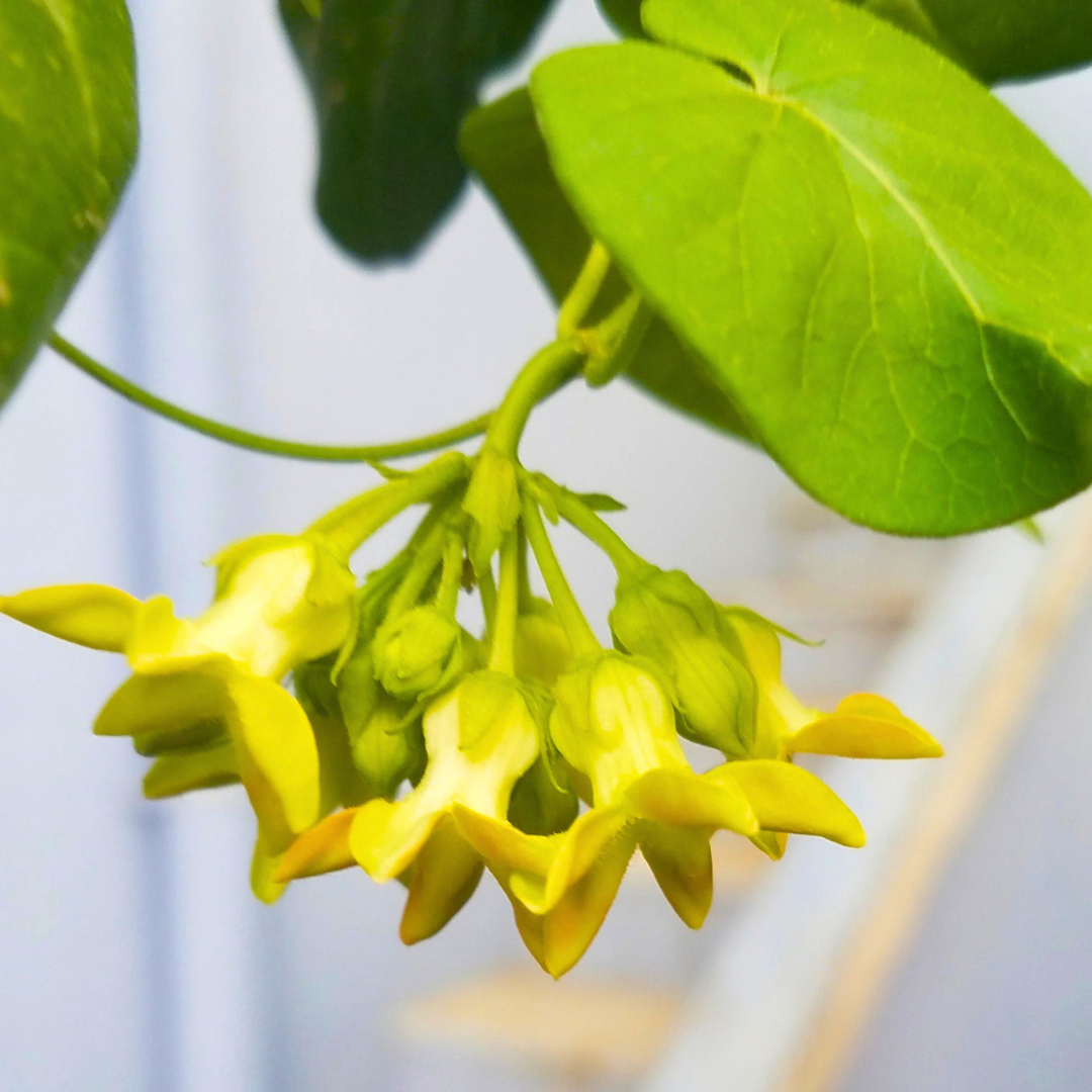 Kodi Sampangi / Tonkin Jasmine Live Plant