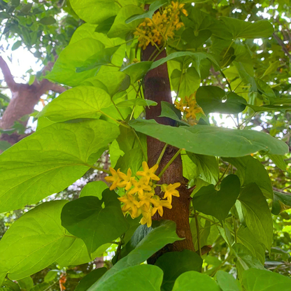 Kodi Sampangi / Tonkin Jasmine Live Plant