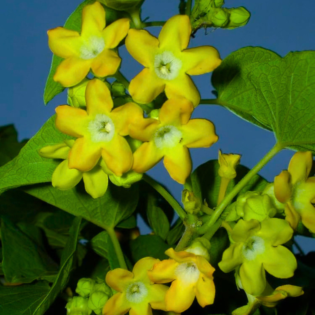 Kodi Sampangi / Tonkin Jasmine Live Plant