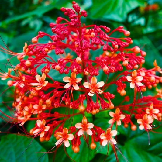 Krishnakireedam Flowering Live Plant