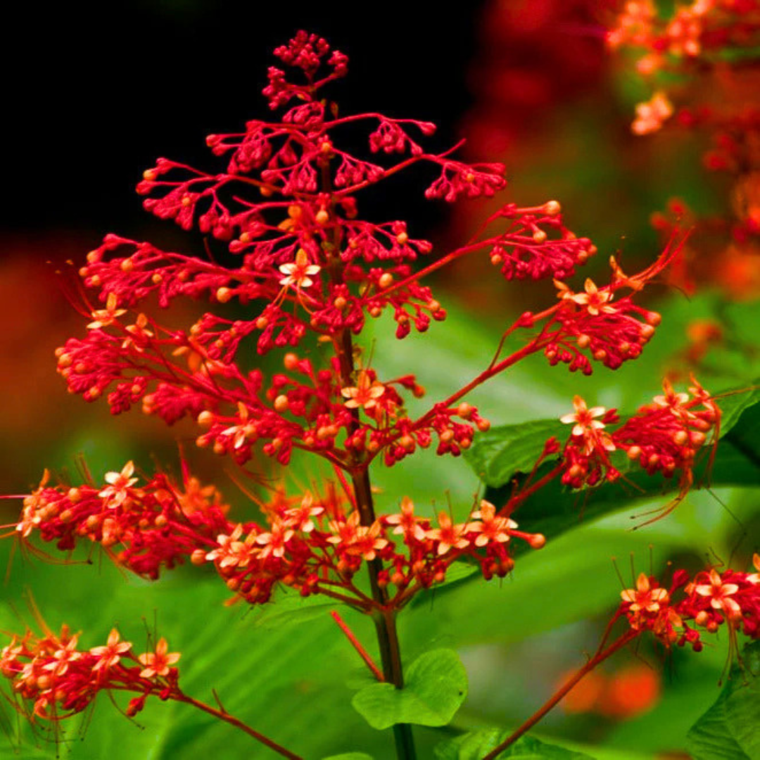 Krishnakireedam Flowering Live Plant