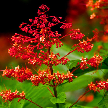 Krishnakireedam Flowering Live Plant