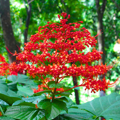 Krishnakireedam Flowering Live Plant