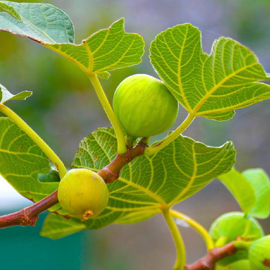 Krithigai Nakshatra Tree – Athi Maram (Country Fig) Live Plant