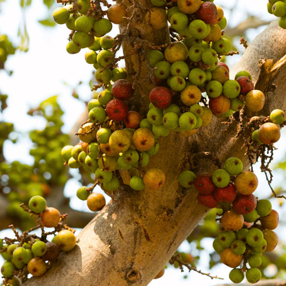 Krithigai Nakshatra Tree – Athi Maram (Country Fig) Live Plant