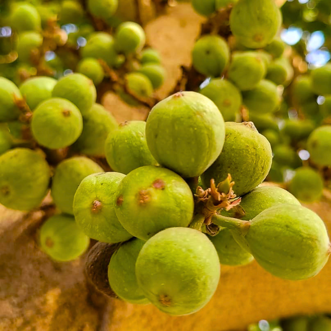 Krithigai Nakshatra Tree – Athi Maram (Country Fig) Live Plant