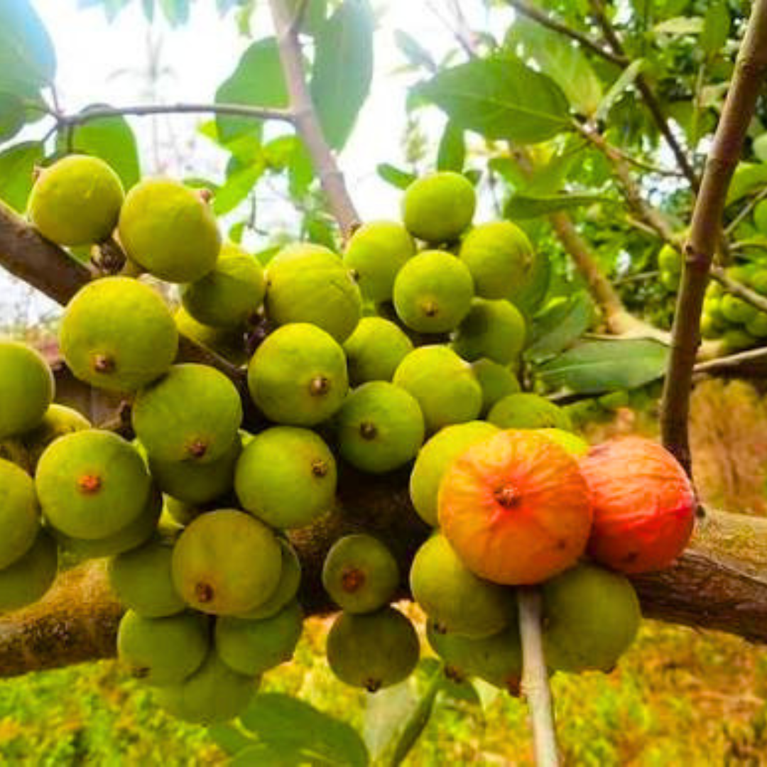 Krithigai Nakshatra Tree – Athi Maram (Country Fig) Live Plant
