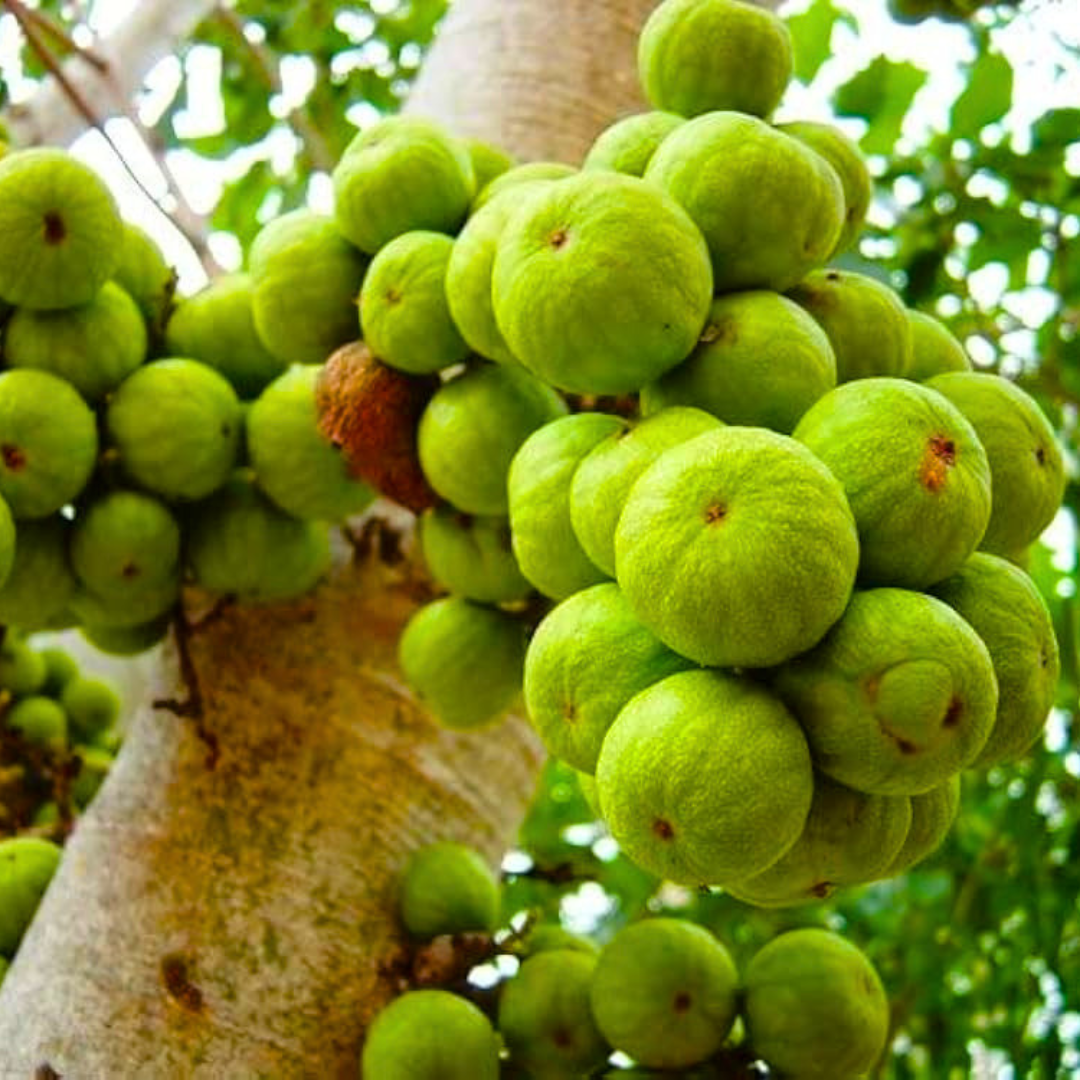 Krithigai Nakshatra Tree – Athi Maram (Country Fig) Live Plant
