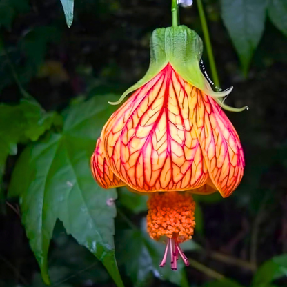 Lantern Hibiscus Tiger Flowering Live Plant