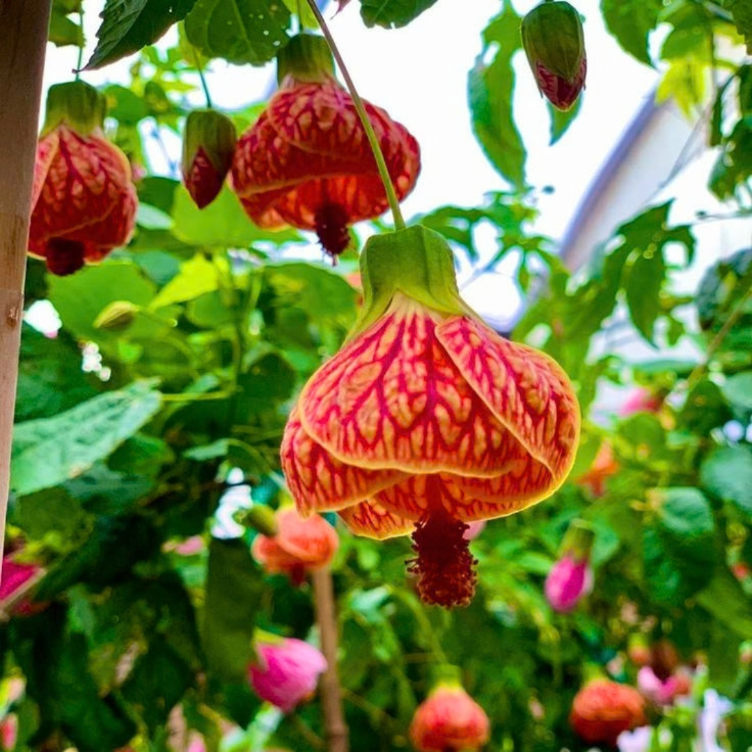 Lantern Hibiscus Tiger Flowering Live Plant