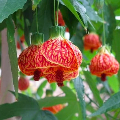 Lantern Hibiscus Tiger Flowering Live Plant