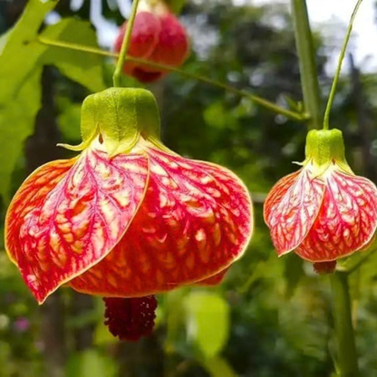 Lantern Hibiscus Tiger Flowering Live Plant