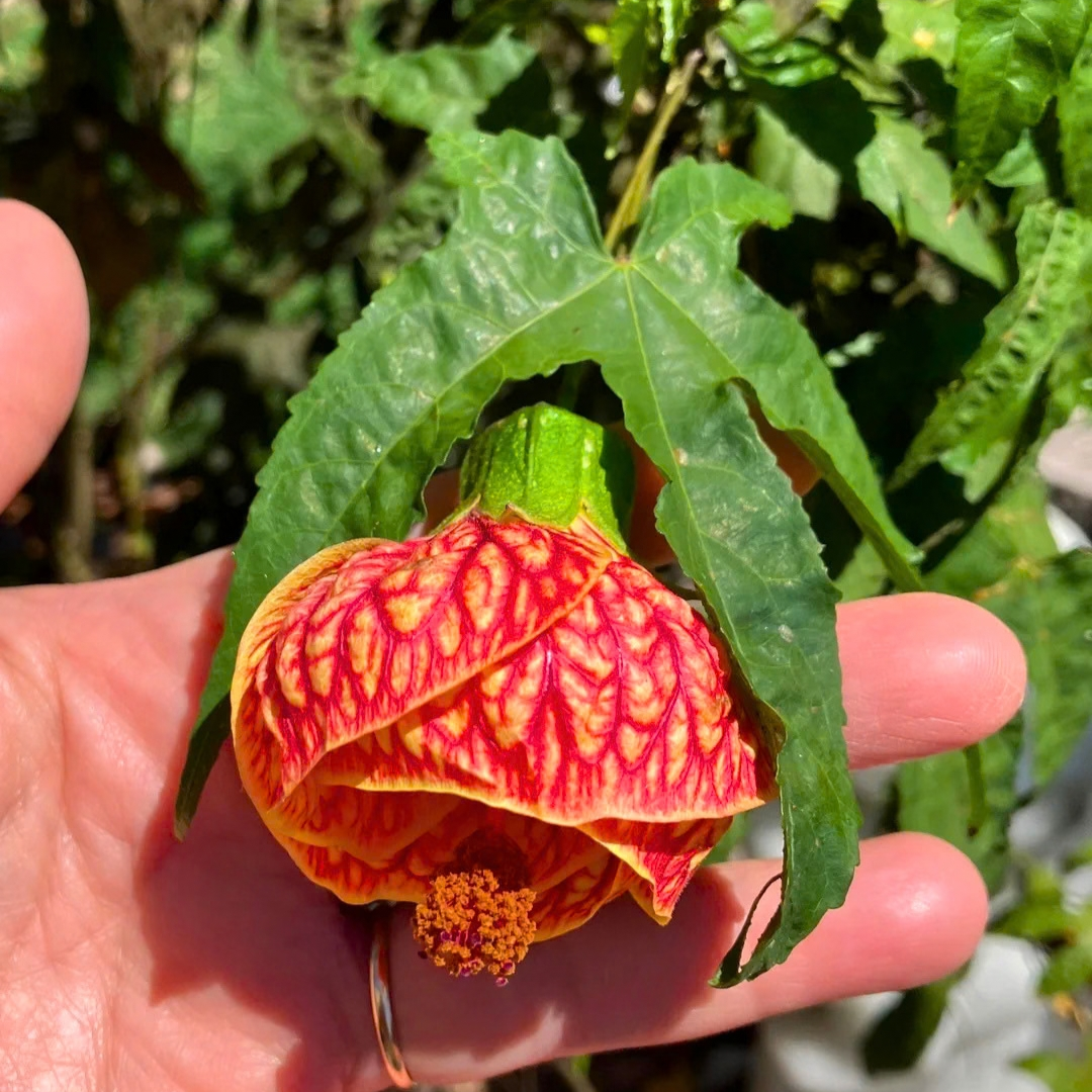 Lantern Hibiscus Tiger Flowering Live Plant