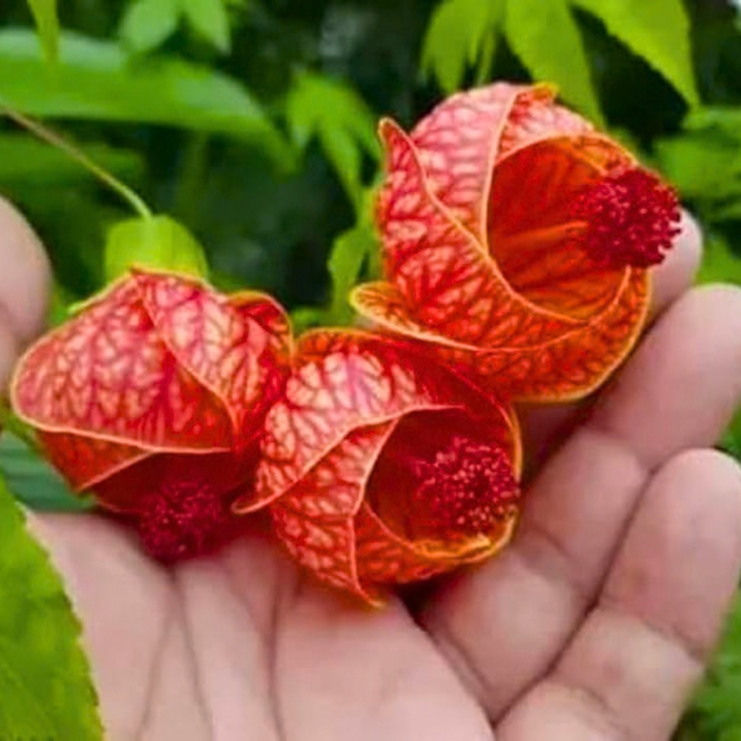 Lantern Hibiscus Tiger Flowering Live Plant
