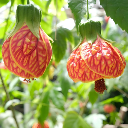 Lantern Hibiscus Tiger Flowering Live Plant
