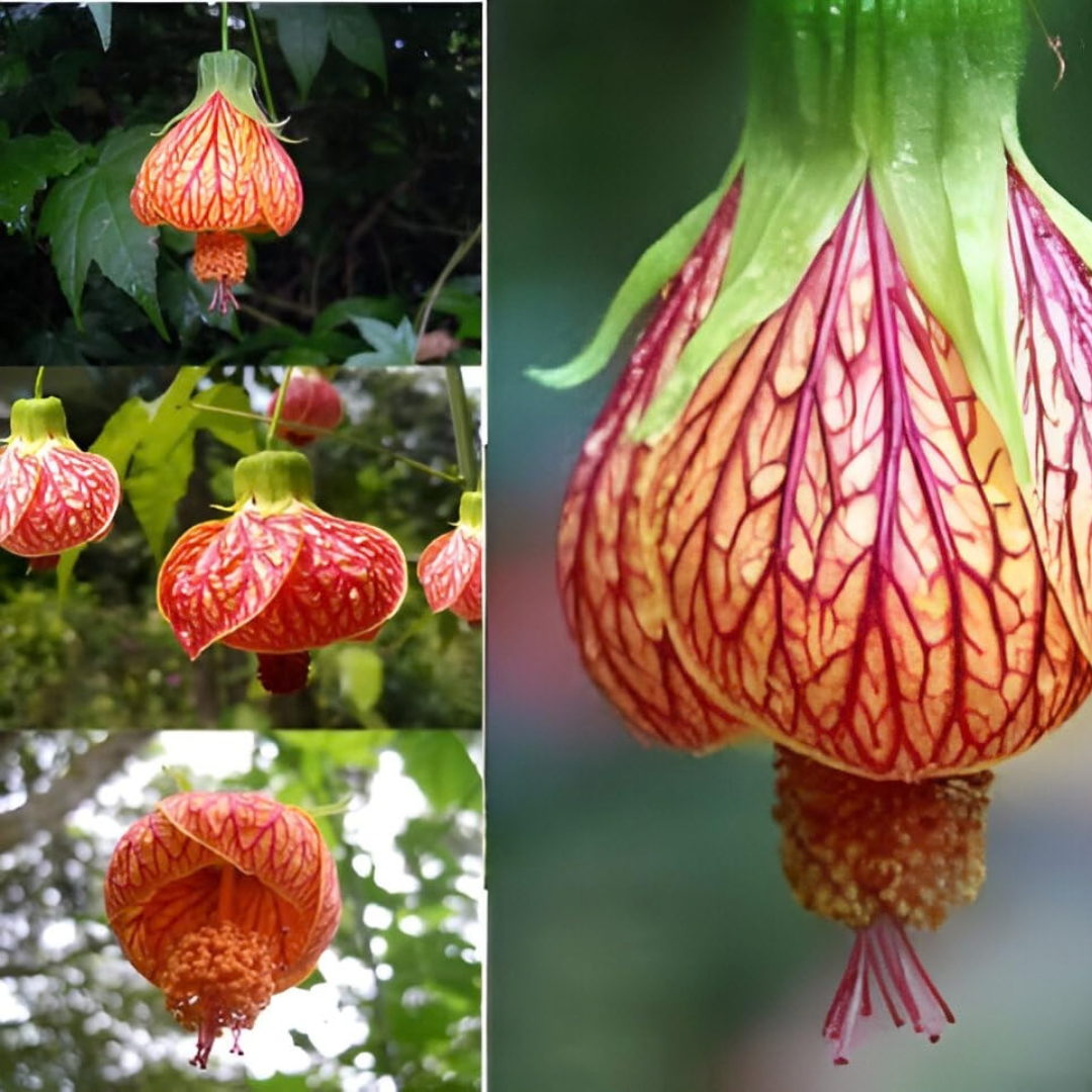 Lantern Hibiscus Tiger Flowering Live Plant