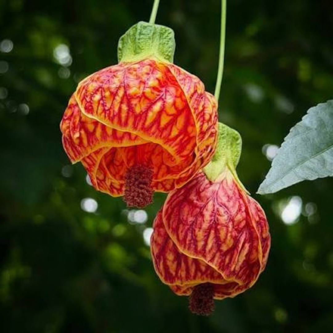 Lantern Hibiscus Tiger Flowering Live Plant