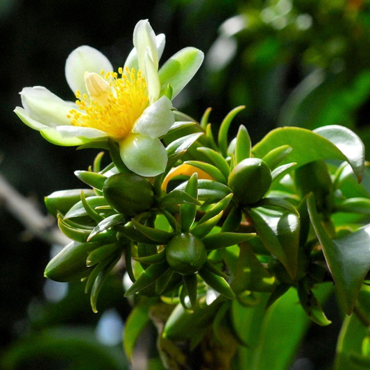 Lemon Vine Plant