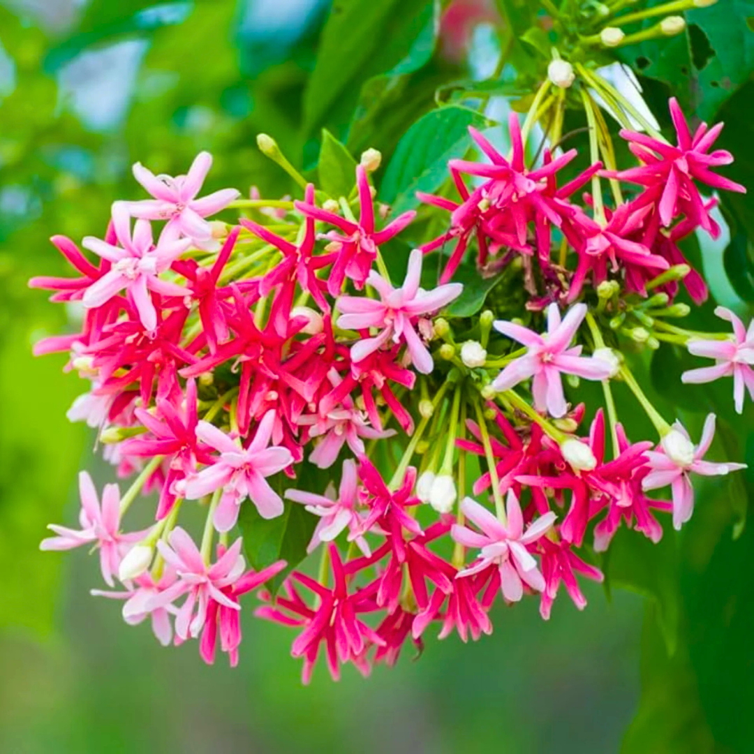 Madhumalti Rangoon Creeper double petal flowering climber plant