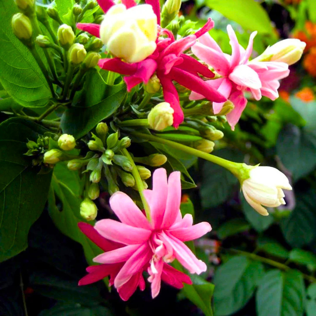 Madhumalti Rangoon Creeper double petal flowering climber plant