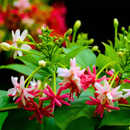 Madhumalti Rangoon Creeper double petal flowering climber plant