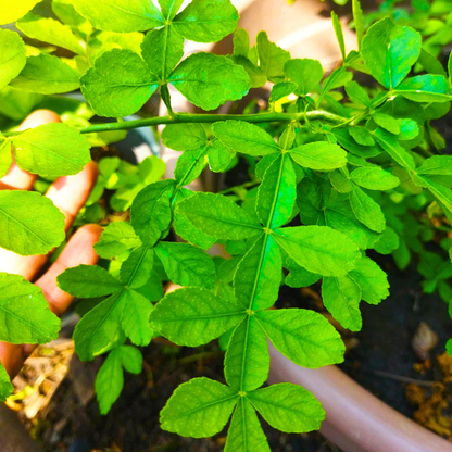 Maha Vilvam Bilva live plant for home temple