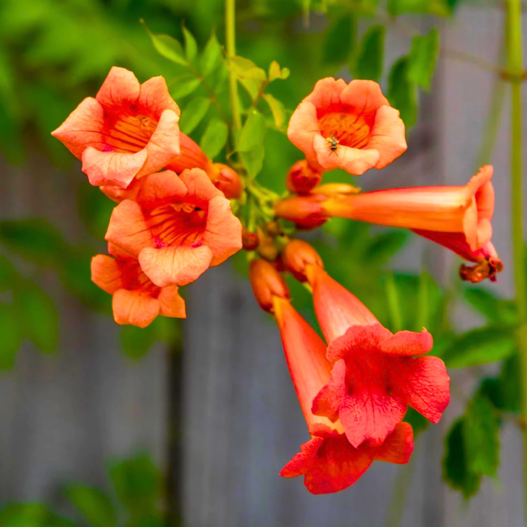 Orange Trumpet Vine Plant