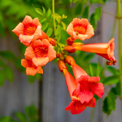 Orange Trumpet Vine Plant