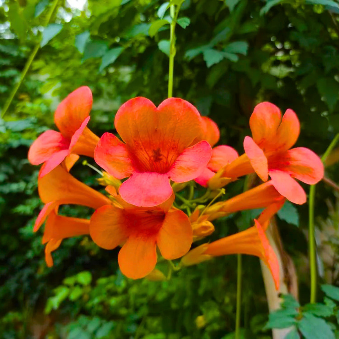 Campsis radicans Plant