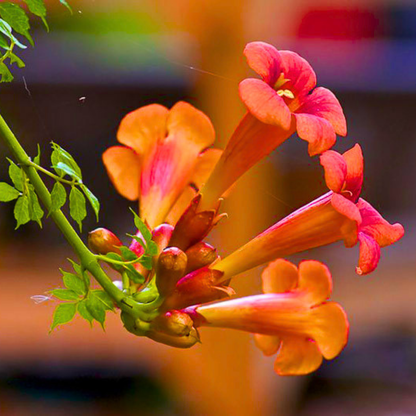 Orange Tecoma Plant