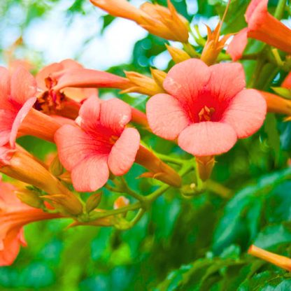 Trumpet Vine Live Plant