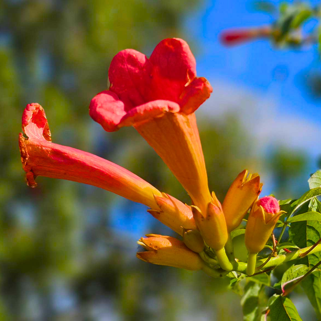 Orange Flowering Climber
