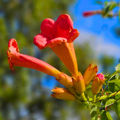 Orange Flowering Climber