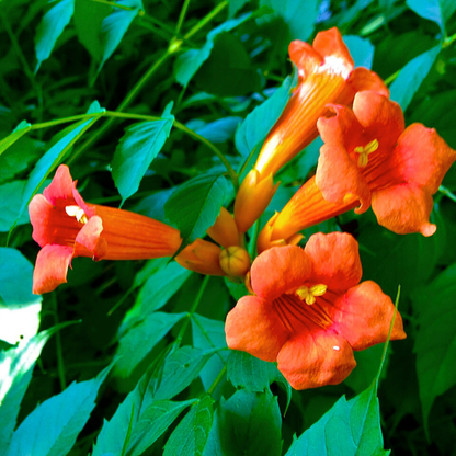Tecoma Flowering Plant