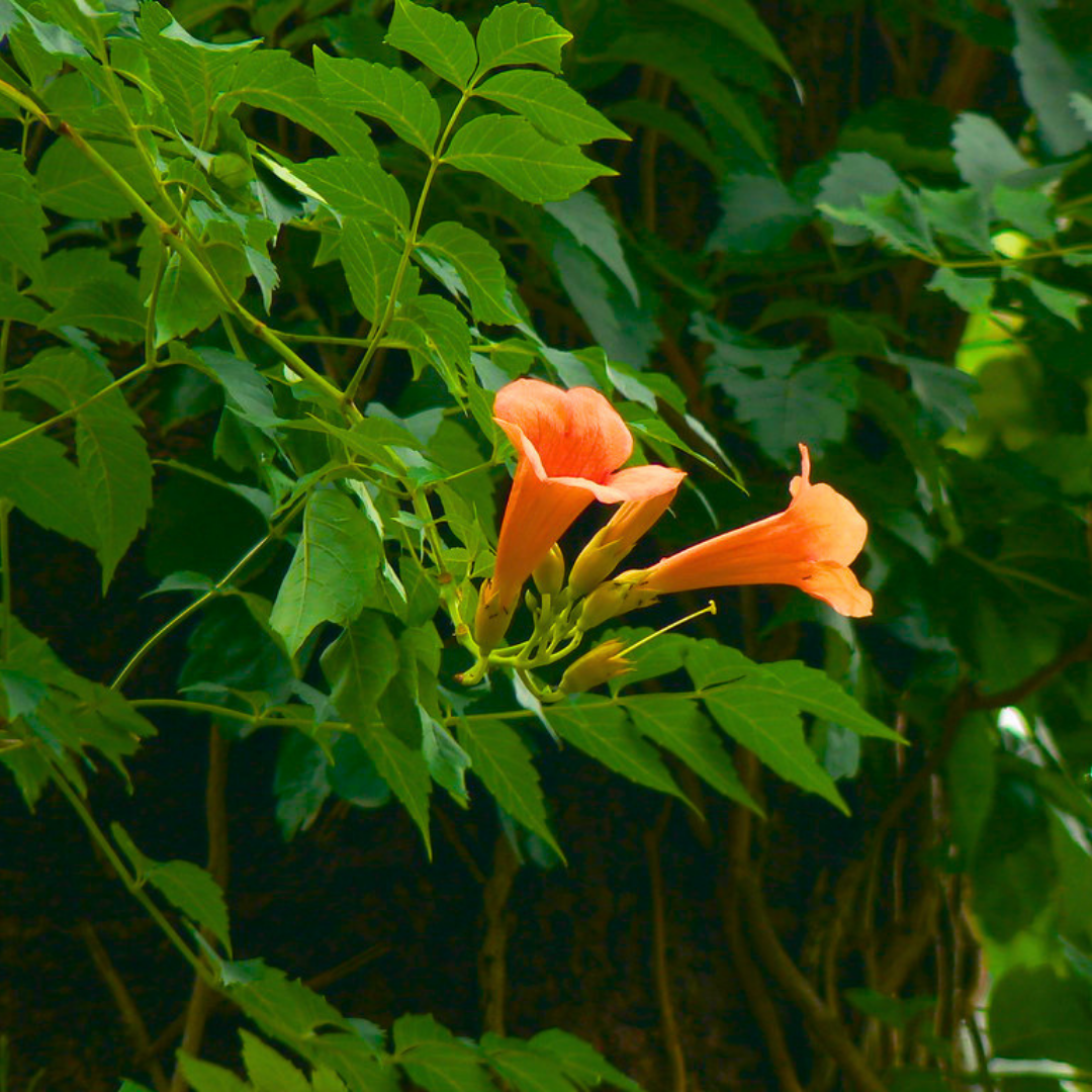 Climbing Plant Online India