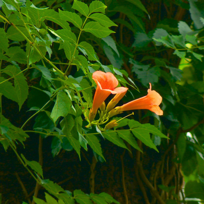 Climbing Plant Online India