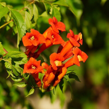 Buy Orange Trumpet Vine Online