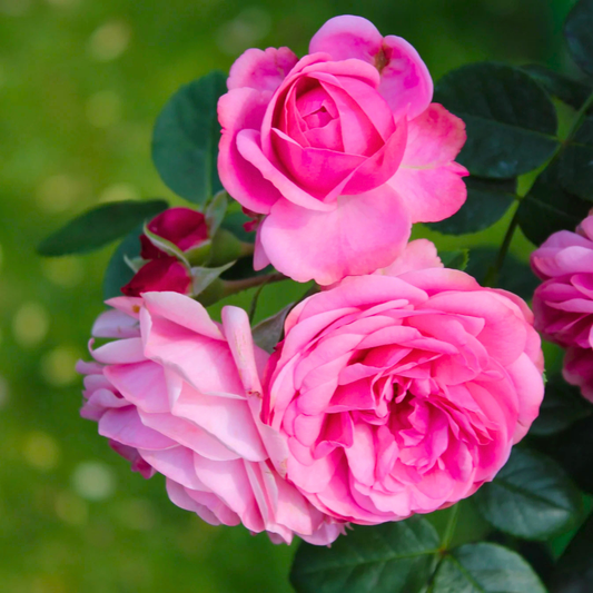 Paneer Rose / Edward Rose Own Rooted Live Plant