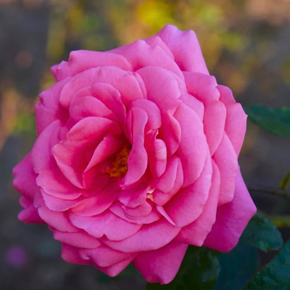 Paneer Rose / Edward Rose Own Rooted Live Plant