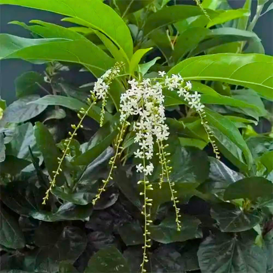 Parijatham Plant (Fiddlewood) Citharexylum spinosum Live Plant