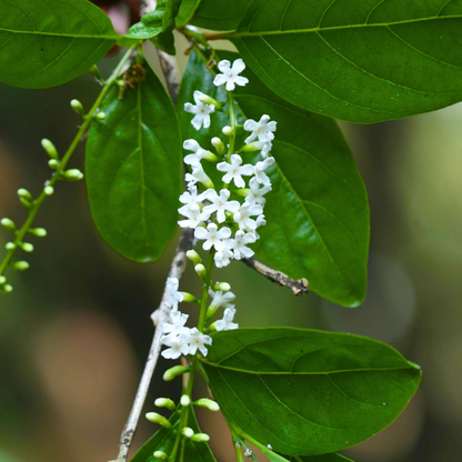 Parijatham Plant (Fiddlewood) Citharexylum spinosum Live Plant