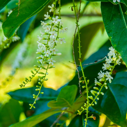 Parijatham Plant (Fiddlewood) Citharexylum spinosum Live Plant