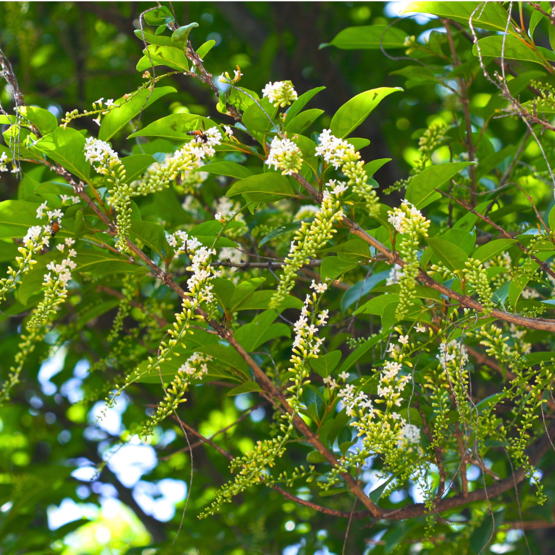 Fragrant White Flowering Fiddlewood Plant