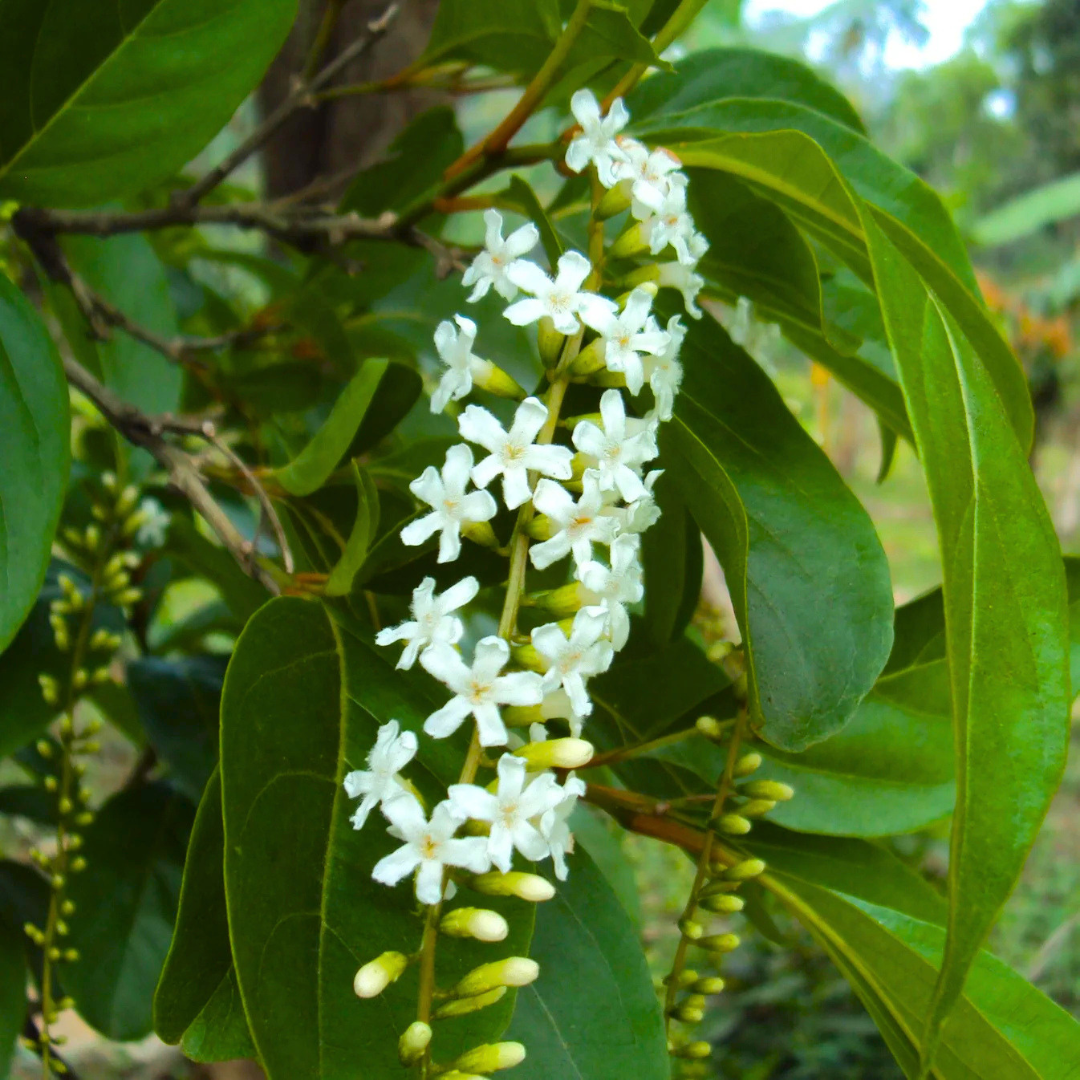 Fragrant White Flowering Fiddlewood Plant